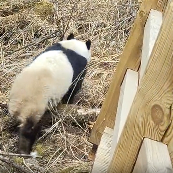 九寨沟震后首次实拍到野生大熊猫：俯下身子钻过栈道护栏