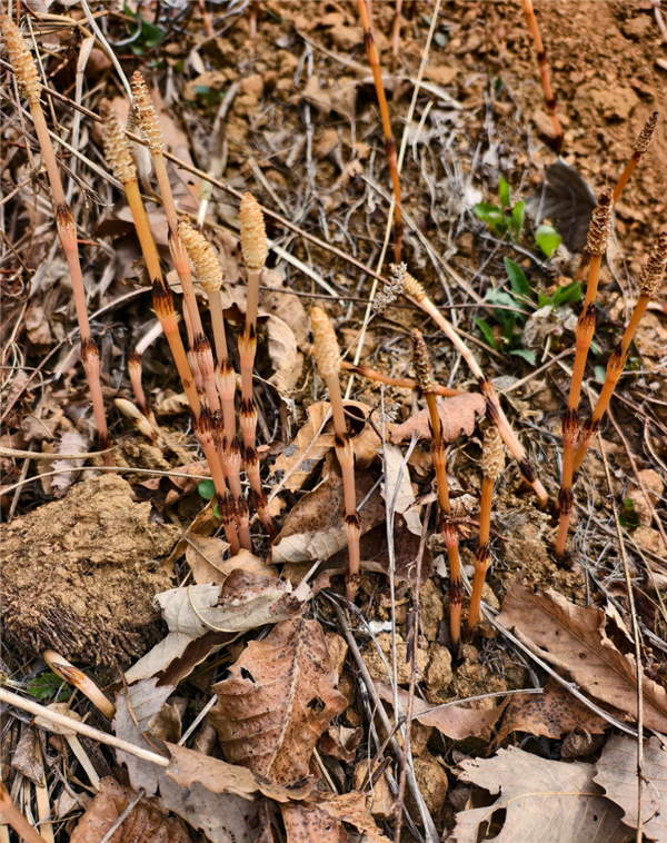 8岁男孩爬山识草疑发现金矿 官方回应:有可能
