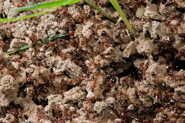 遇到这种小土包千万别踩！有可能丧命