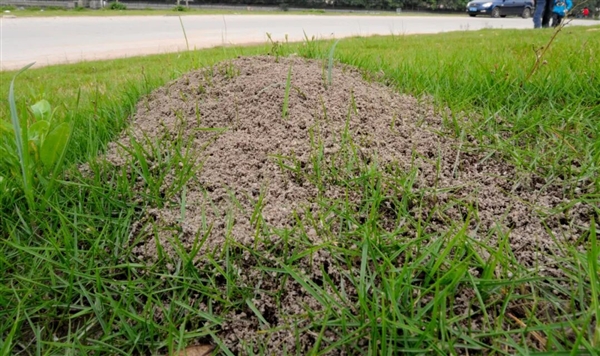 遇到这种小土包千万别踩！有可能丧命