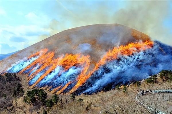日本这座山不允许长树 每年都要烧一次!游客可付费体验