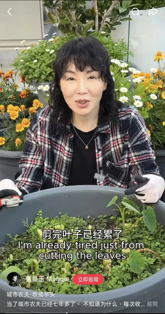 张曼玉挖芋头梁朝伟捡鸡蛋 网友:都过上我小时候的生活