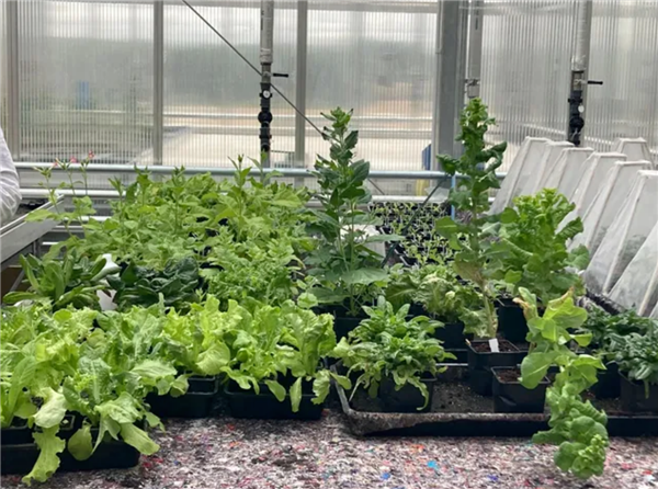 科学家首次种出带有肉味的菜：但你可能还尝不出来